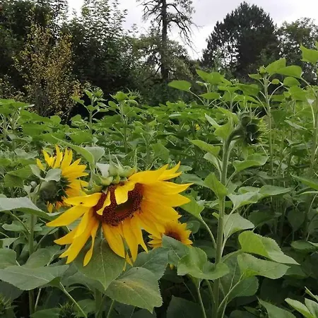 Gartenwohnung * Heichelheim
